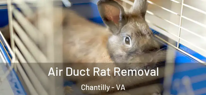 Air Duct Rat Removal Chantilly - VA