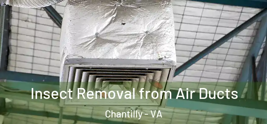  Insect Removal from Air Ducts Chantilly - VA