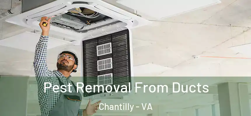 Pest Removal From Ducts Chantilly - VA